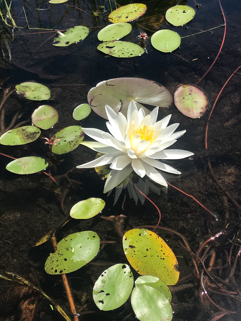 White water lily surrounded by green leaves on dark water